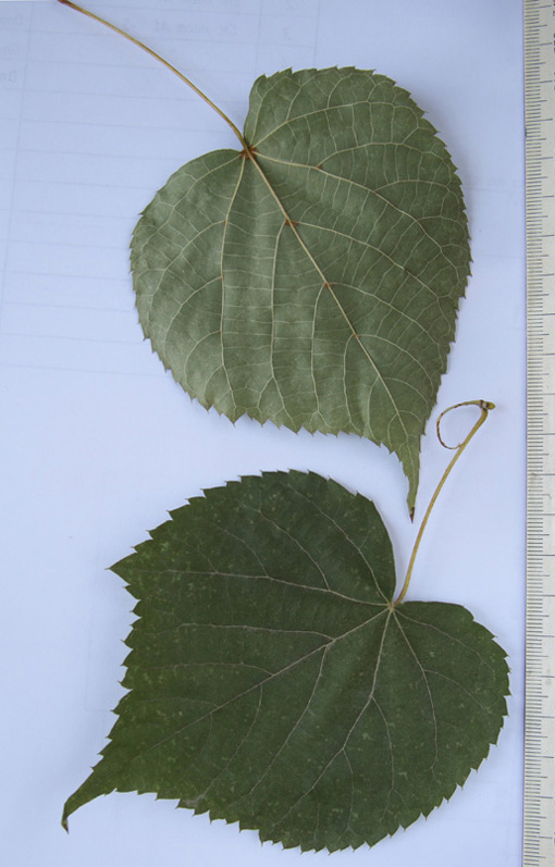 Image of Tilia taquetii specimen.
