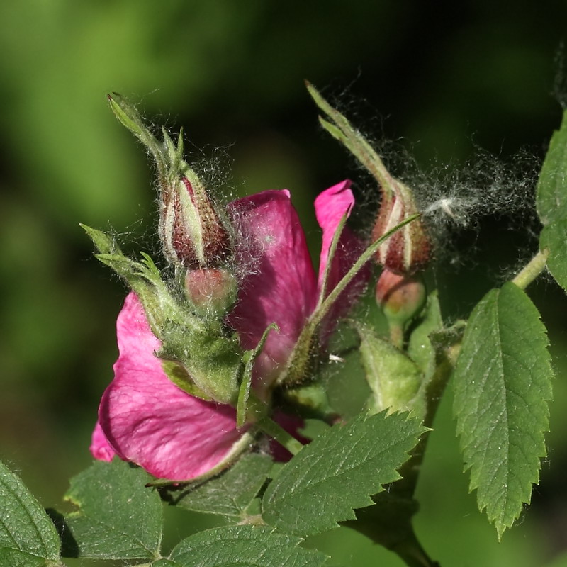 Image of Rosa pratorum specimen.