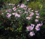 Chrysanthemum sinuatum