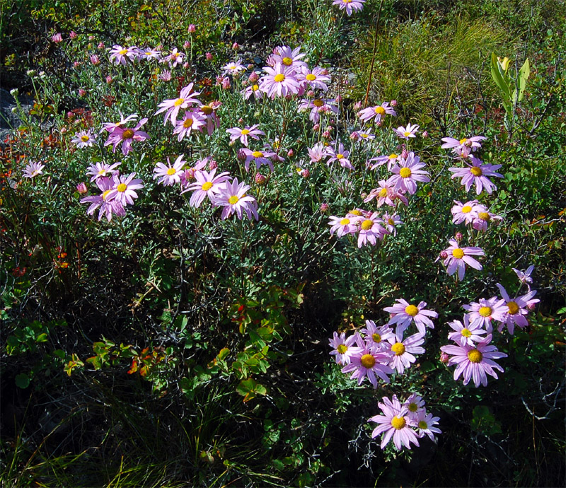 Image of Chrysanthemum sinuatum specimen.