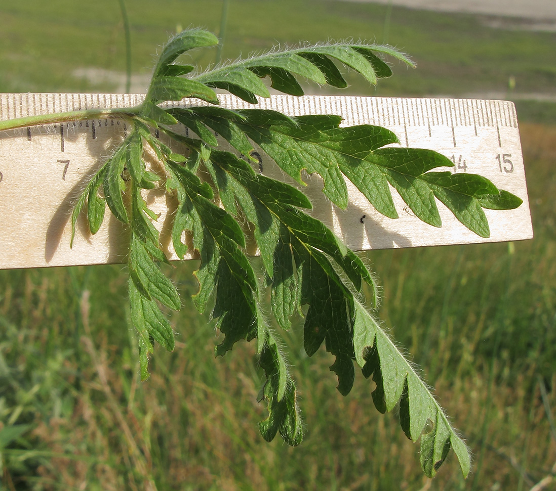 Image of Potentilla laciniosa specimen.