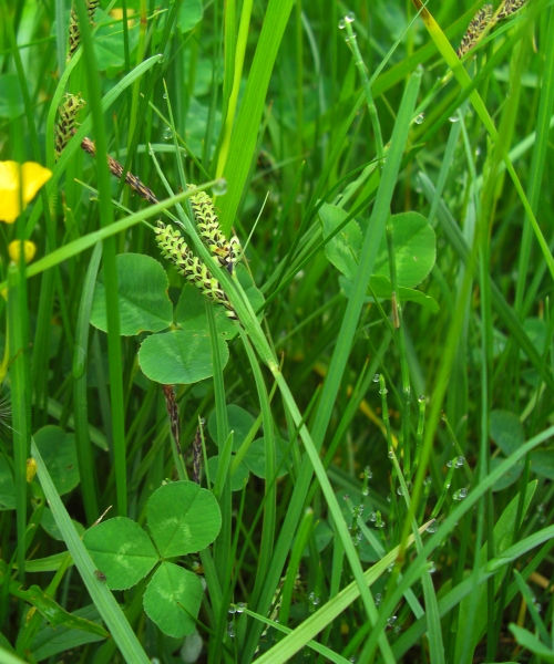 Изображение особи Carex nigra.