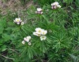 Anemonastrum fasciculatum. Цветущие растения. Карачаево-Черкесия, окр. пос. Архыз, долина р. Малая Дукка, субальпийский луг (выс. около 2200 м н.у.м.). 19.06.2015.