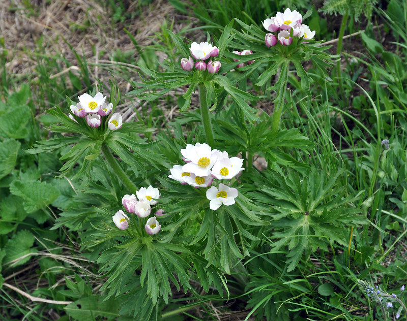 Изображение особи Anemonastrum fasciculatum.