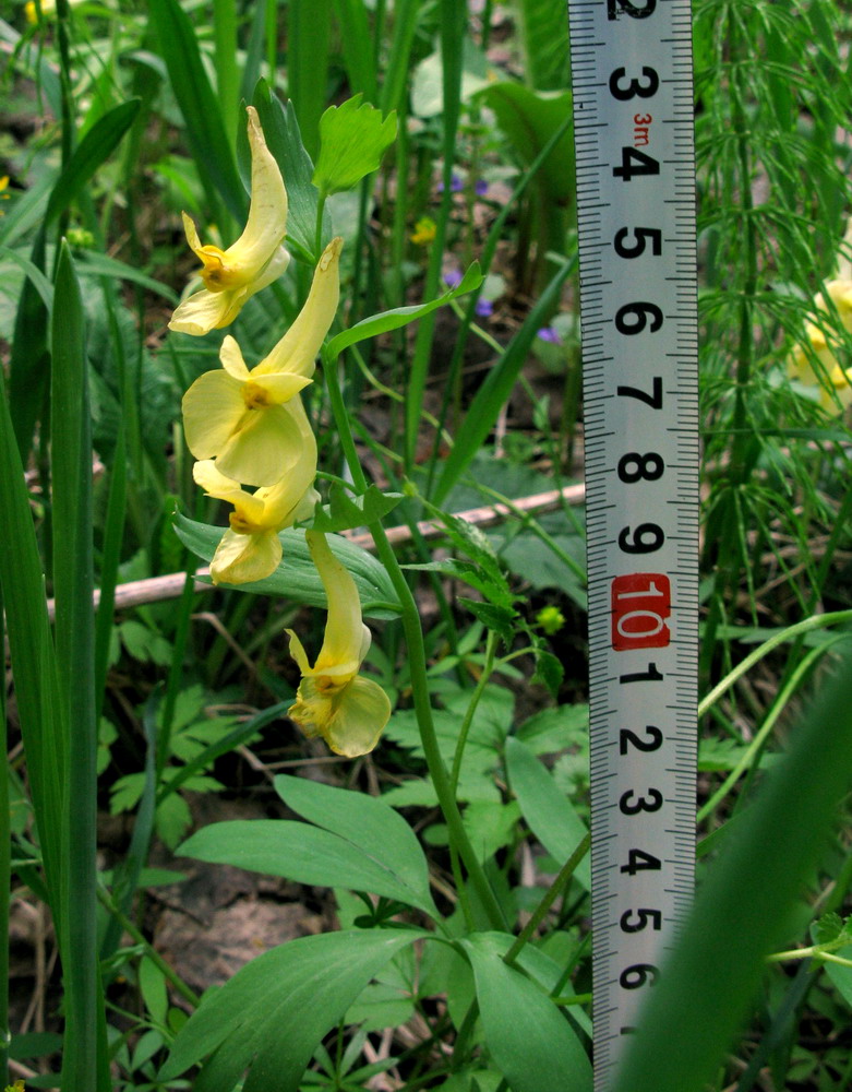 Image of Corydalis talpina specimen.