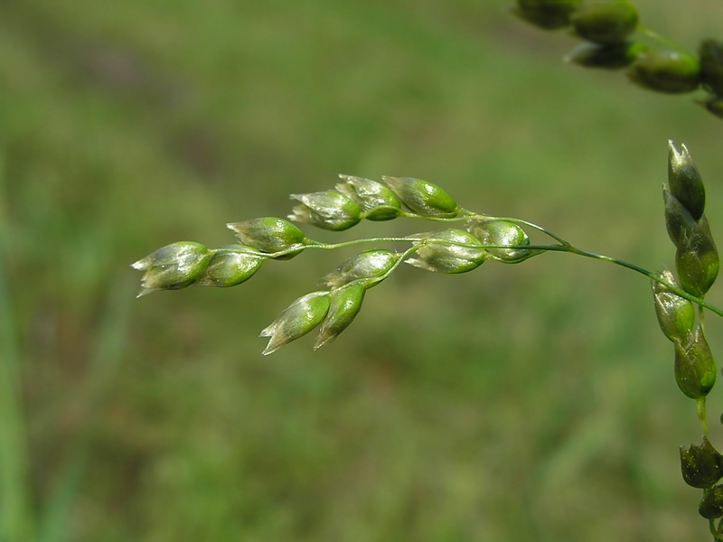 Image of Hierochloe repens specimen.