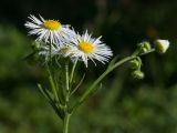 Erigeron annuus