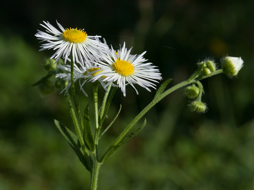 Image of Erigeron annuus specimen.
