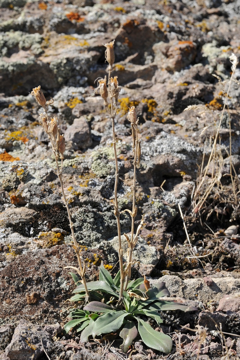 Image of Silene quadriloba specimen.