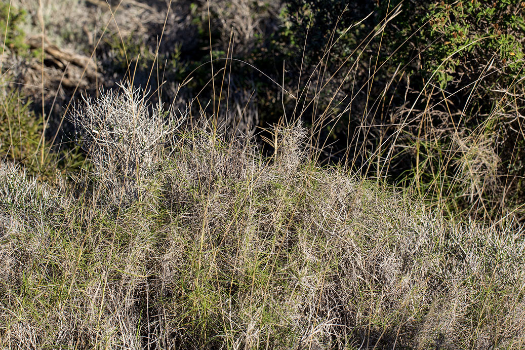 Image of Brachypodium retusum specimen.