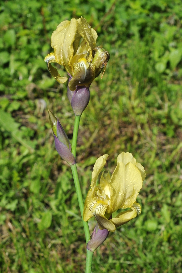 Изображение особи Iris purpureobractea.