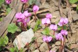 Cyclamen coum