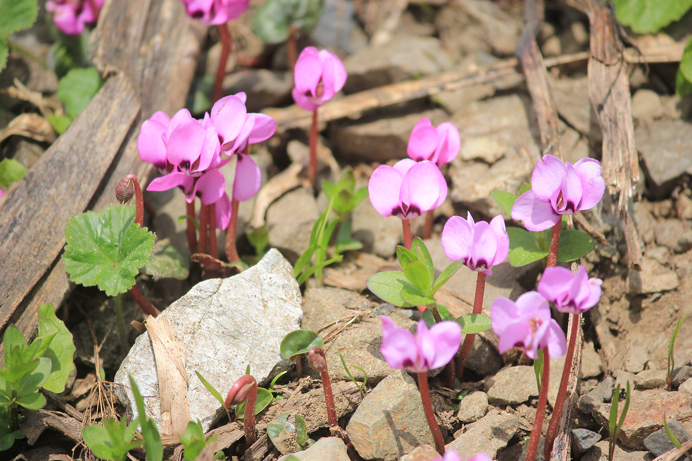 Image of Cyclamen coum specimen.