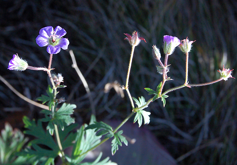 Image of Geranium laetum specimen.