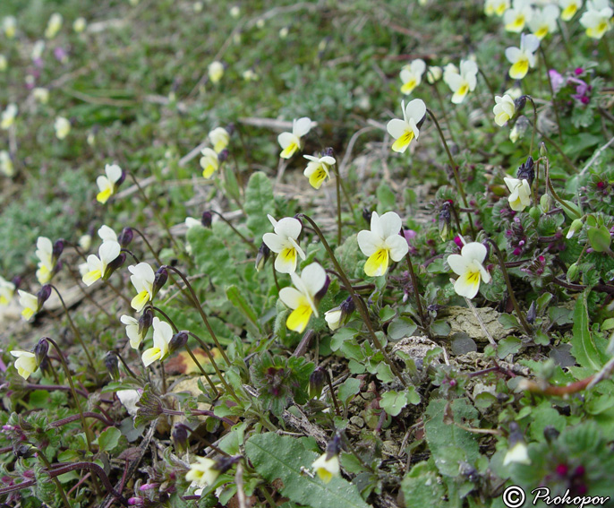 Image of Viola arvensis specimen.