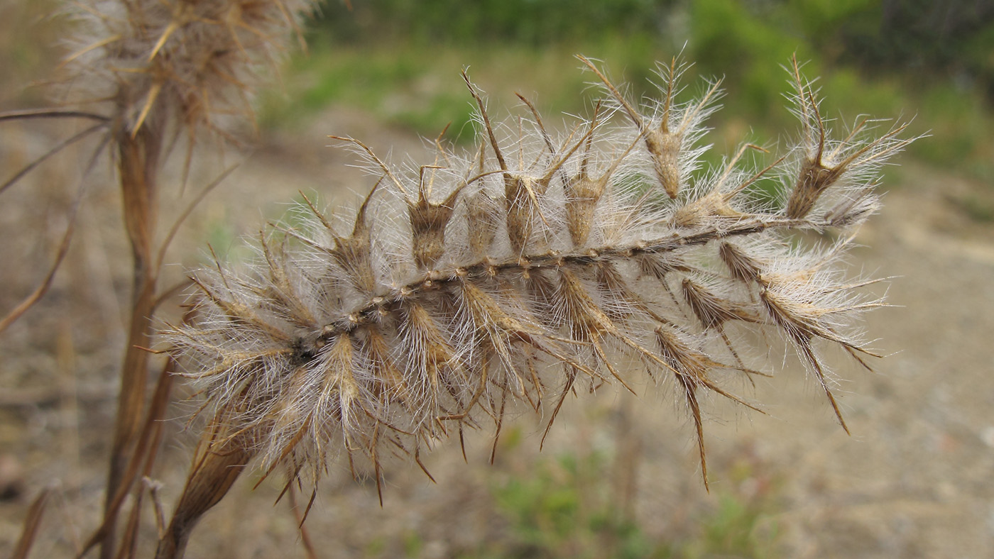 Image of Trifolium angustifolium specimen.