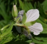 Geranium affine