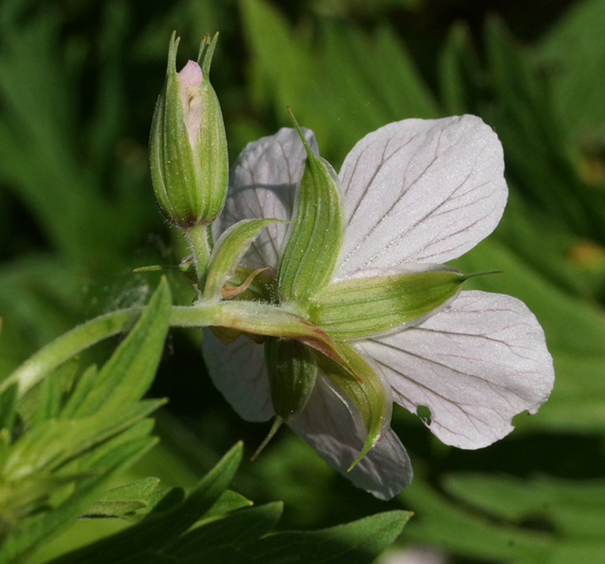 Изображение особи Geranium affine.