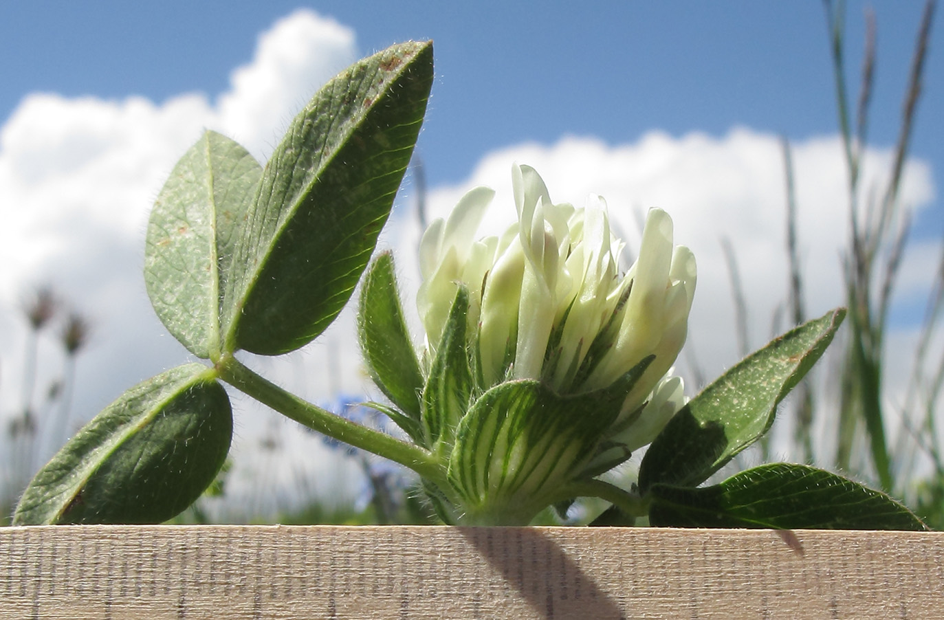 Изображение особи Trifolium canescens.