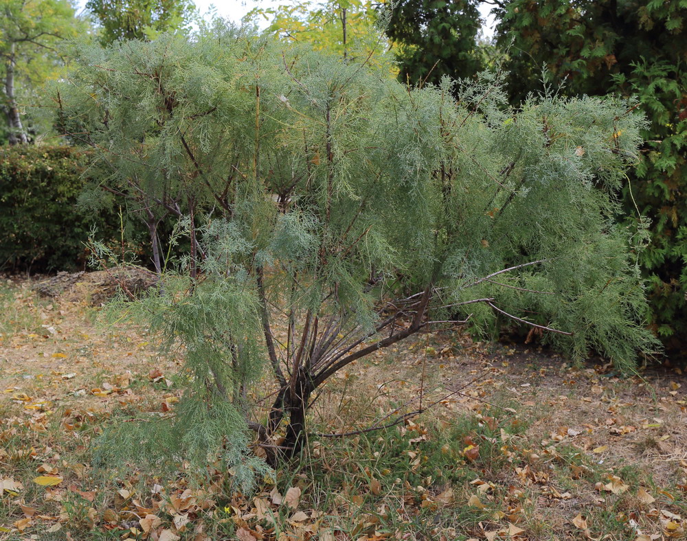 Image of Tamarix ramosissima specimen.