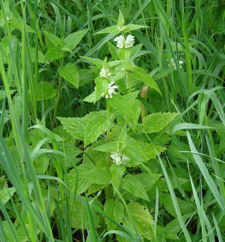 Image of Lamium album specimen.