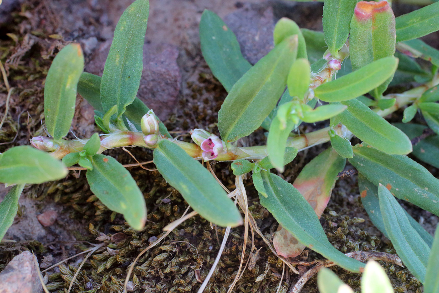 Image of Polygonum fibrilliferum specimen.