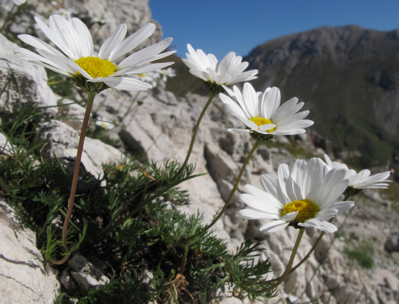 Изображение особи Tripleurospermum caucasicum.