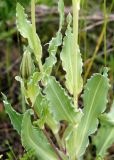 Tragopogon marginifolius. Средняя часть стебля с листьями. Кыргызстан, Чуйская обл., предгорье, лог между склонами восточнее с. Орто-Сай. 07.05.2015.