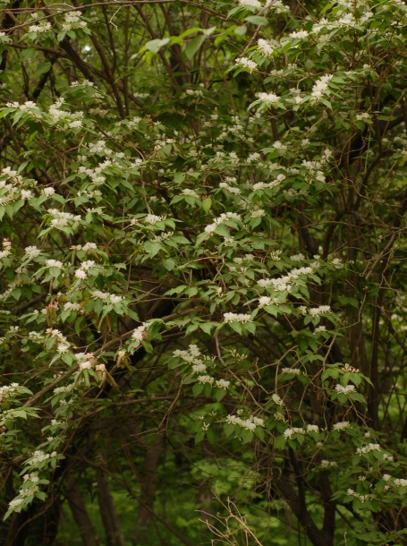 Изображение особи Lonicera maackii.