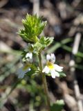 genus Euphrasia
