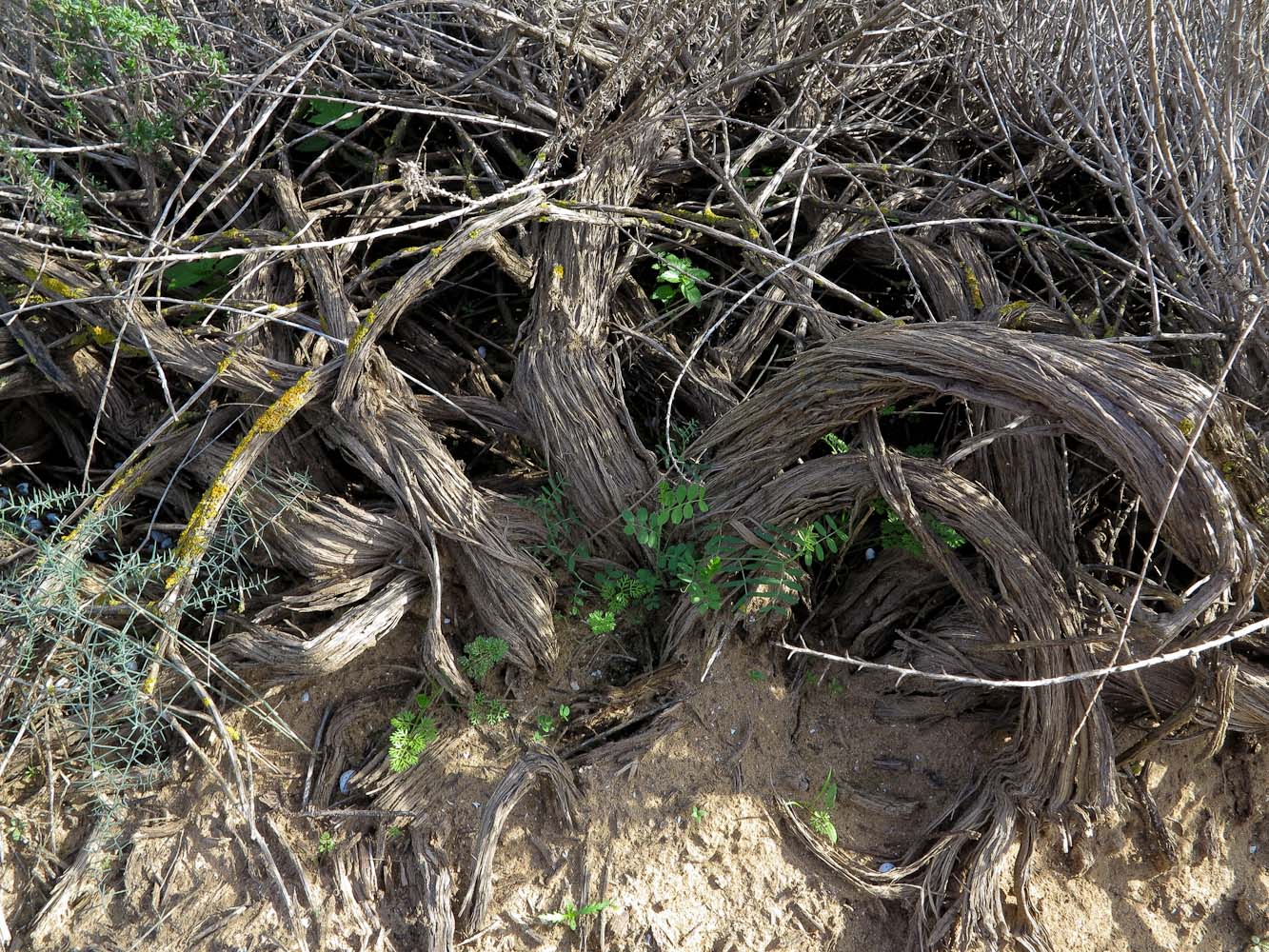 Изображение особи Artemisia monosperma.