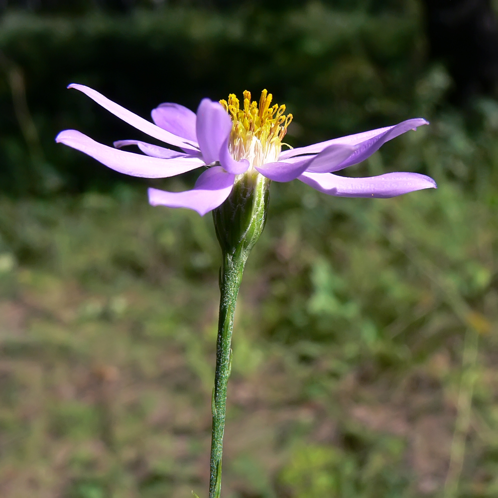 Image of Galatella angustissima specimen.