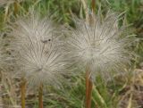 Pulsatilla multifida