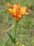 Lilium pensylvanicum