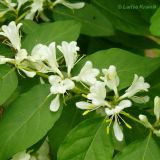 Lonicera maackii