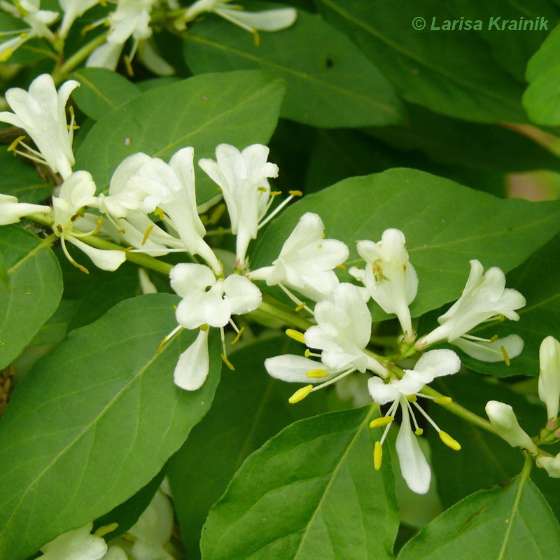 Image of Lonicera maackii specimen.