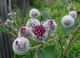 Arctium tomentosum. Верхушка цветущего побега. Якутия (Саха), Нерюнгинский р-н, территория пос. Чульман. 26.07.2012.