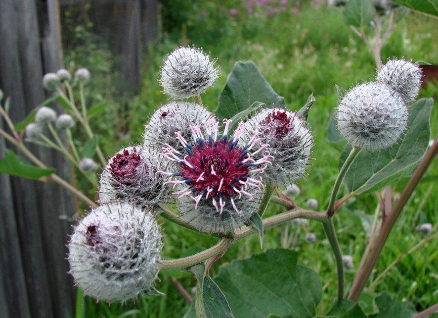 Image of Arctium tomentosum specimen.