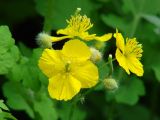 Chelidonium majus