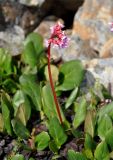 Bergenia crassifolia