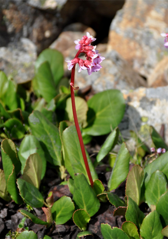 Image of Bergenia crassifolia specimen.