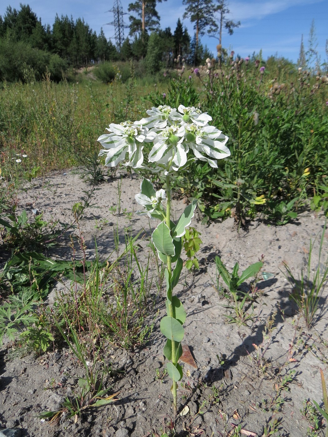 Изображение особи Euphorbia marginata.