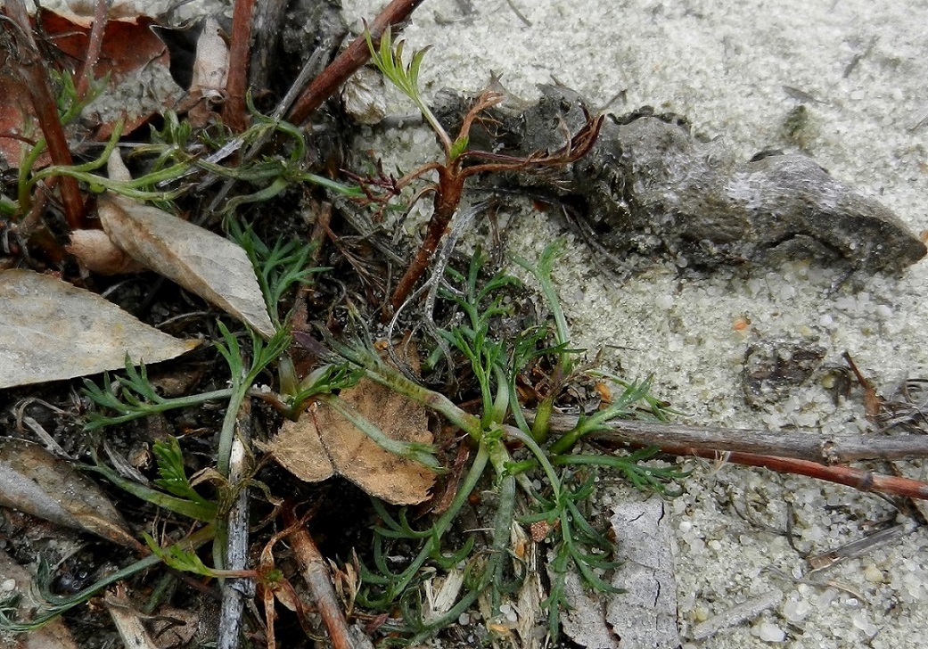 Image of Artemisia campestris specimen.