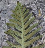 genus Polypodium