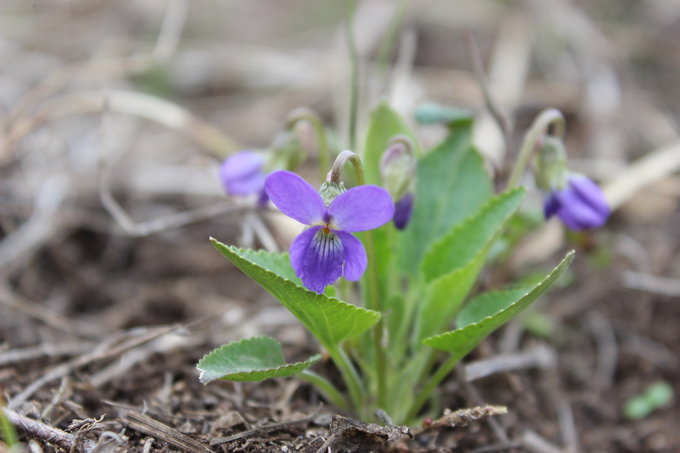 Изображение особи Viola ambigua.