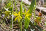 Gagea lutea. Верхушка побега с соцветием. Санкт-Петербург, Старый Петергоф, парк \"Сергиевка\", газон. 25.04.2015.