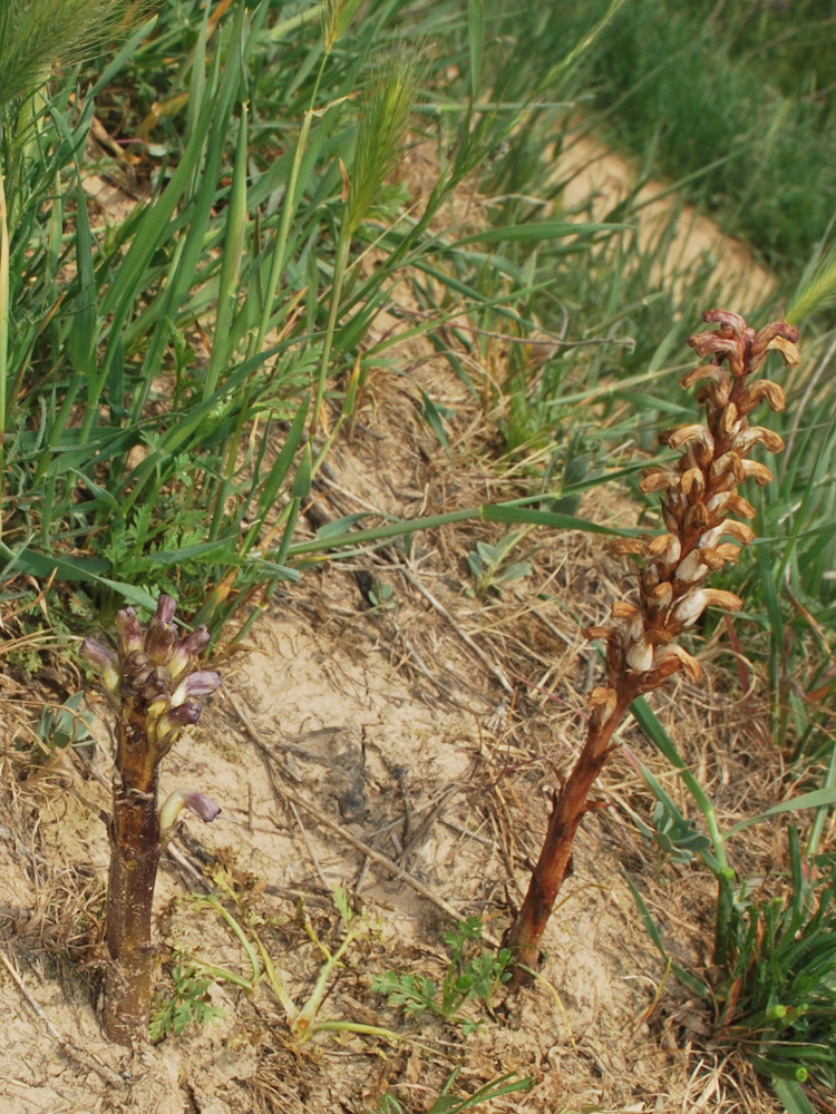 Image of Orobanche cumana specimen.