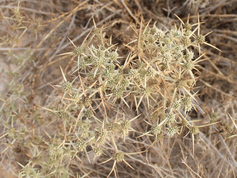 Изображение особи Eryngium glomeratum.