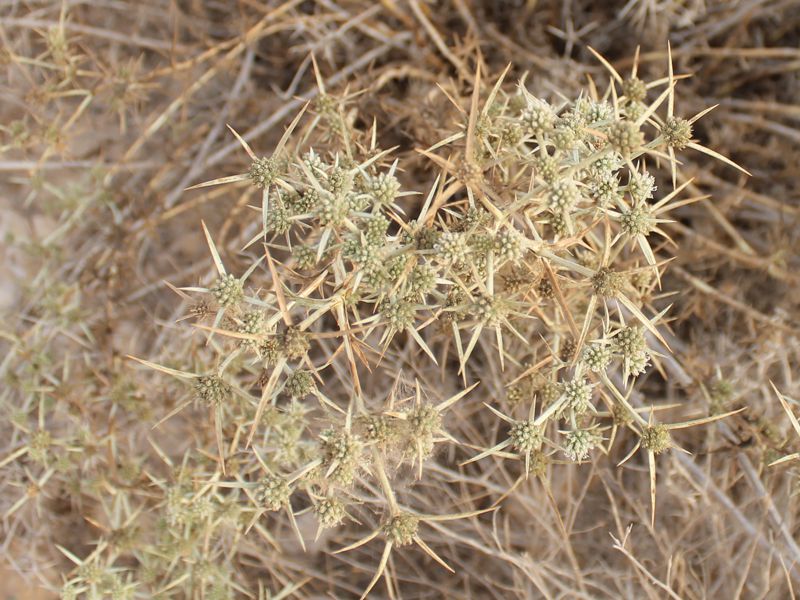 Image of Eryngium glomeratum specimen.