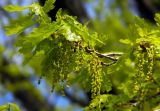 Quercus robur